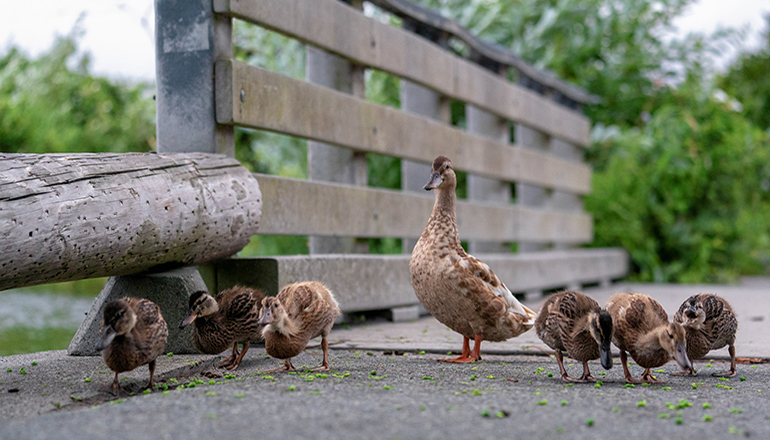 Ducks in a pen or waterfowl (Photo by Jason Rost on UnSplash)