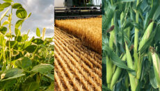 Corn Soybeans and wheat crops (Photo courtesy University of Missouri Extension)