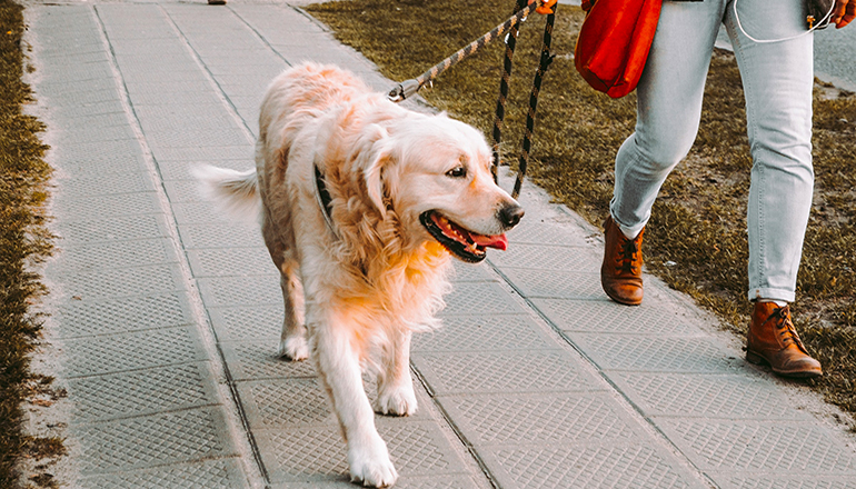 Person walking a dog (Photo by Andriyko Podilnyk on Unsplash)