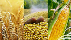 Photo of Wheat, corn and soybeans