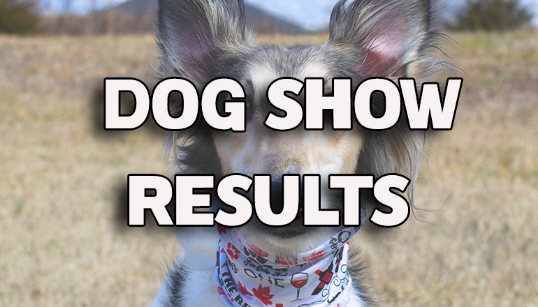 Dog Show Results (Photo by Katie Bernotsky on Unsplash)