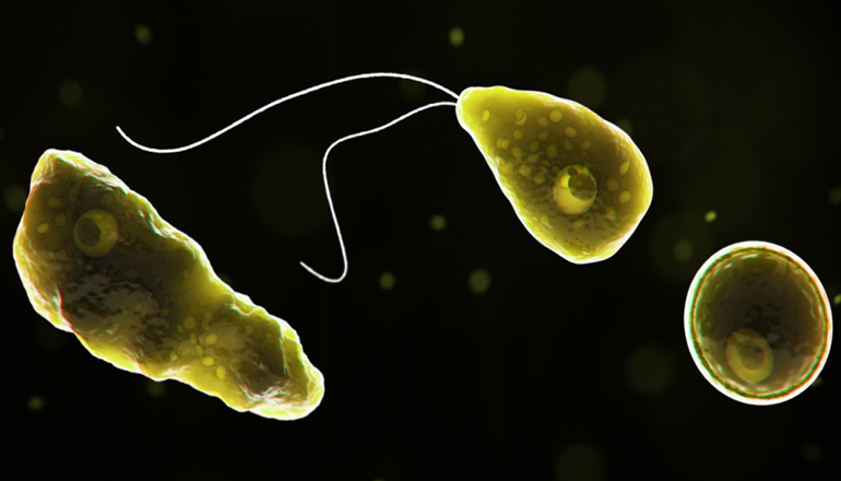 Naegleria fowleri or Brain Eating amoeba