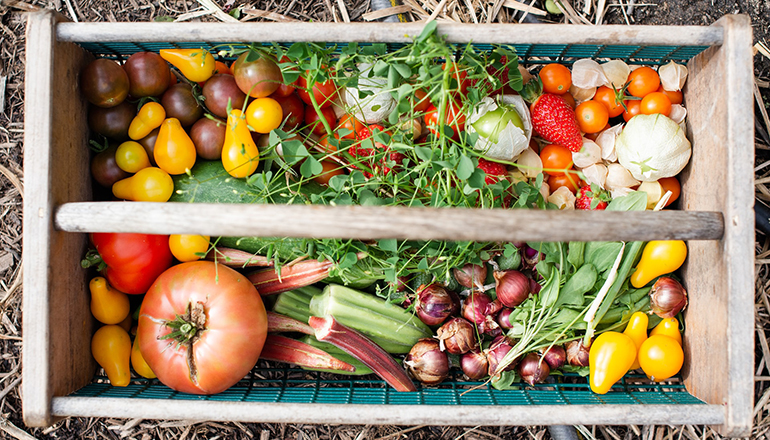 Basket or crate of garden vegetables (Photo by Zoe Schaeffer on Unsplash)