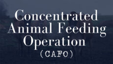 Concentrated Animal Feeding Operation or CAFO