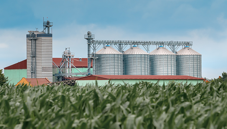 Grain storage silos in corn field (Photo via Envato Elements)