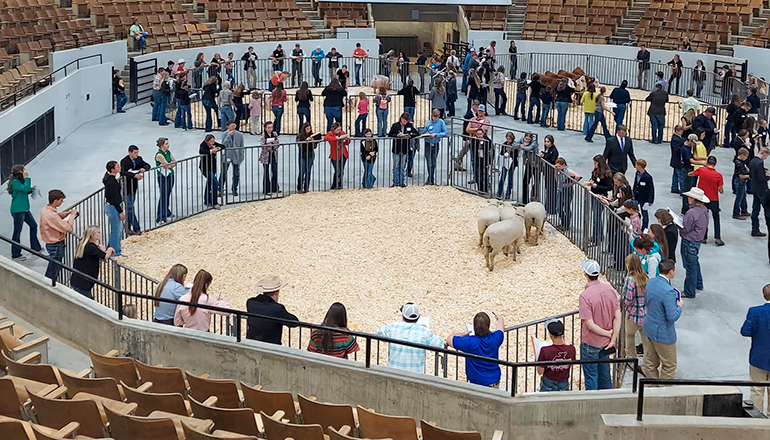 Missouri 4-H members evaluate livestock at the 2022 State Livestock Judging Contest
