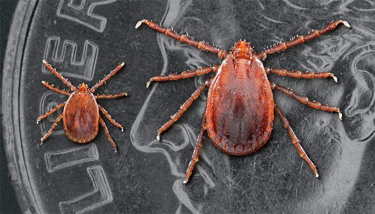 Two longhorned ticks discovered in Linn County can cause illness in cattle (Photo courtesy University of Missouri)