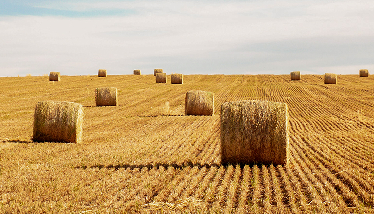 Large bales of hay in a field (Photo by Federico Faccipieri on Unsplash)