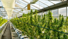 Marijuana growing in a greenhouse (Photo by Crystalweed Cannabis on Unsplash)
