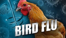 Bird Flu or Avian Influenza news graphic