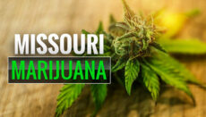 Missouri Marijuana News Graphic
