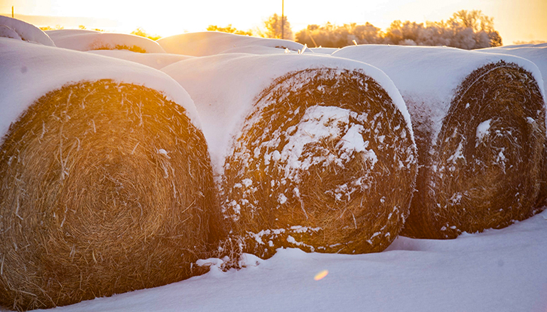 Three large bales of hay covered in snow (Photo by Scott Ymker on Unsplash)