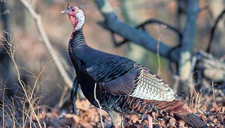 Wild turkey (Photo by Missouri Department of Conservation)