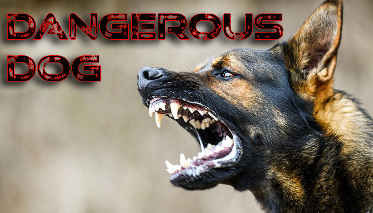 Dangerous Dog News Graphic