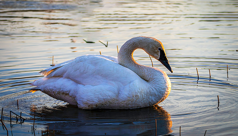 Trumpeter Swan swimming in a lake (Photo by Camerauthor Photos on Unsplash)