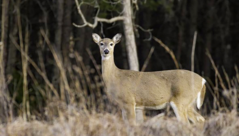 White Tail Deer in the Woods (Photo by Missouri Department of Conservation)
