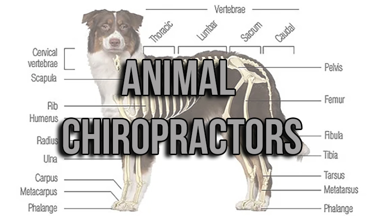 Animal Chiropractic Practitioner Bill introduced In Missouri House