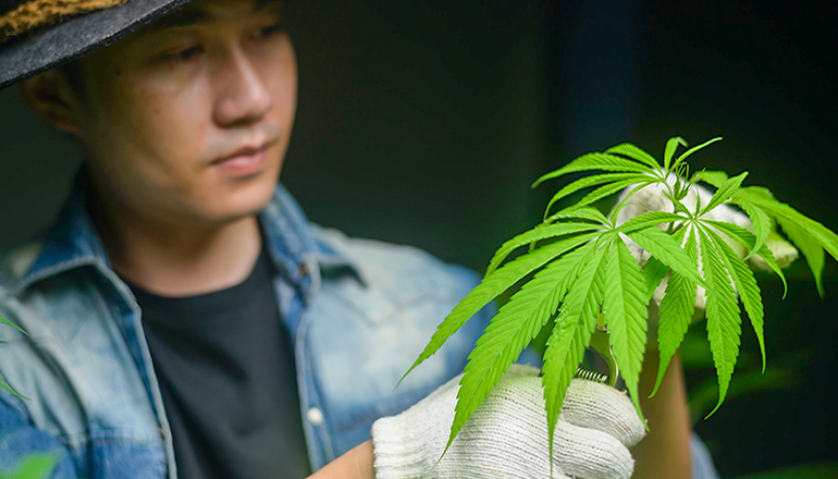 Business man preparing marijuana (Photo licensed in collaboration with Getty Images via Unsplash license agreement)