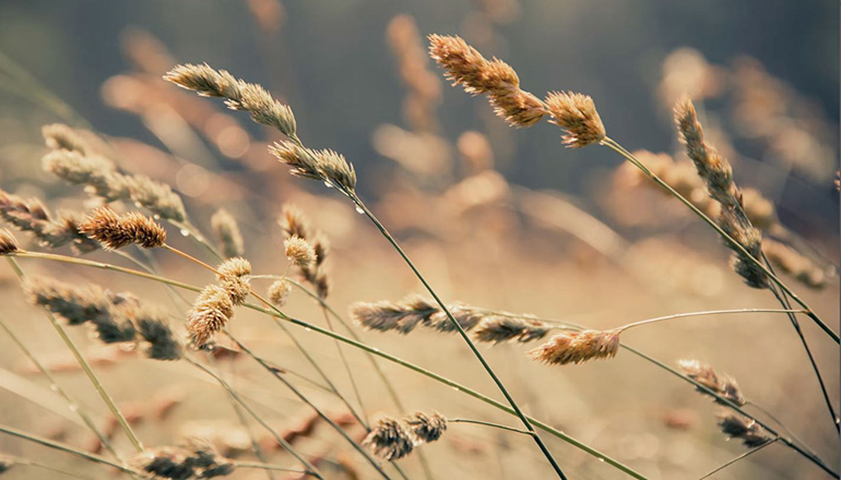 Weeds in a farm field (Photo by Matt Hoffman on Unsplash)