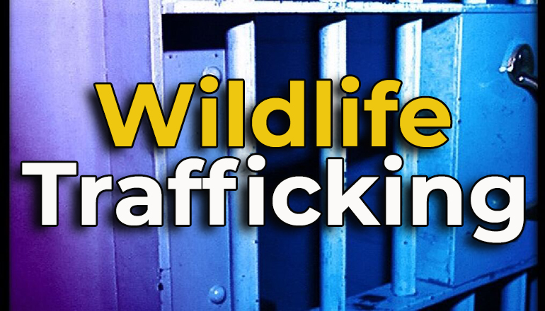 Wildlife Trafficking News Graphic
