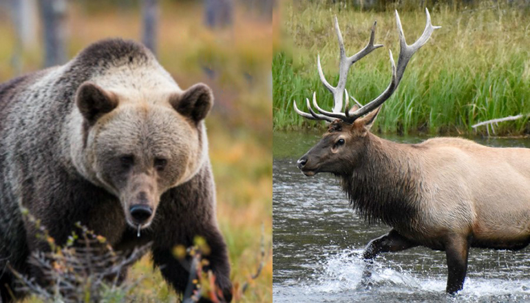 Bear and Elk (Photo courtesy Missouri Department of Conservation)
