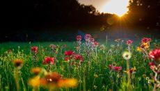 Field of wild flowers (Photo by Preston Browning on Unsplash)