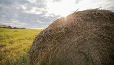 Large bale of hay in a pasture ( Photo courtesy MU College of Agriculture, Food and Natural Resources)