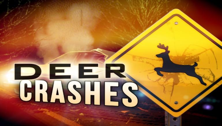 Accident deer crash news graphic