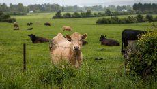 Cattle in a field (Photo by Eric Schroen on Unsplash)