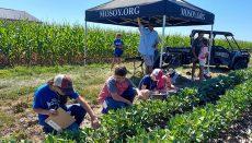 Youth inspect soybean plants during the 2022 Missouri 4-H Crop Scouting Day