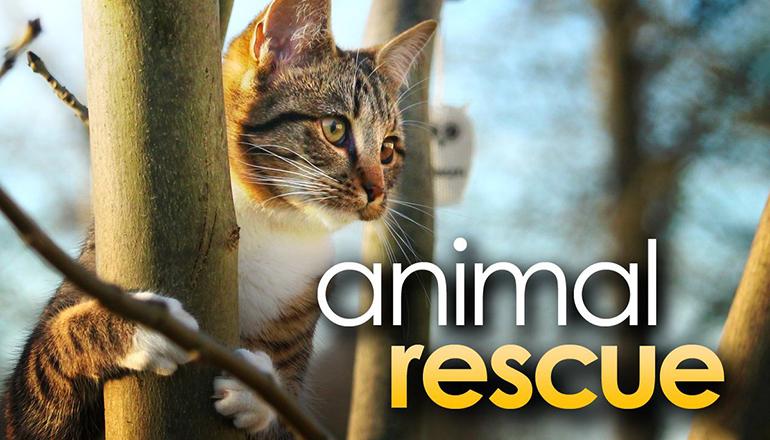 Animal Rescue Cats news graphic