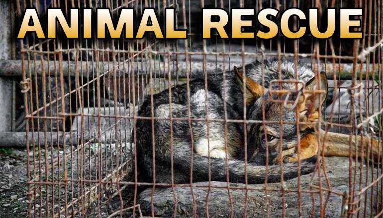 Animal Rescue dogs news graphic