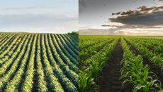 Corn and soybeans news graphic (Photo via Unsplash In collaboration with Getty Images)