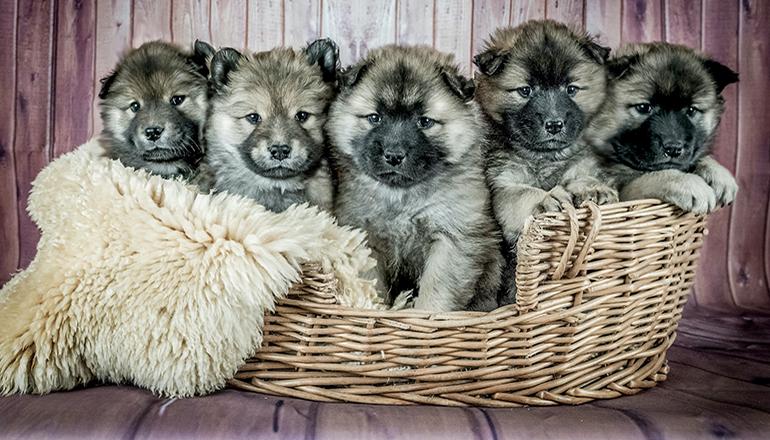 Puppies in a backet (Photo by Judi Neumeyer on Unsplash)