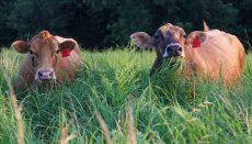 cattle grazing in a pasture