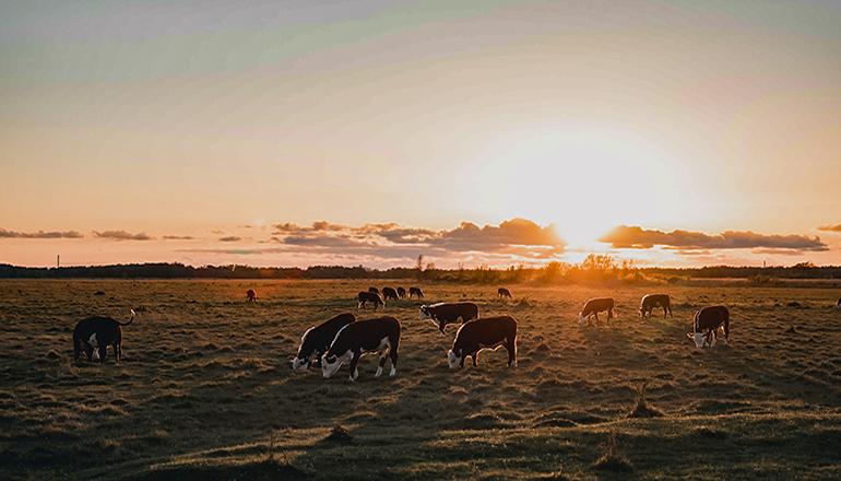 Cattle grazing (Photo by Febiyan on Unsplash)