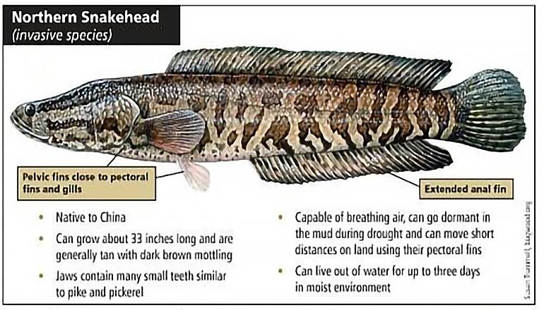 Northern Snakehead Invasive Fish