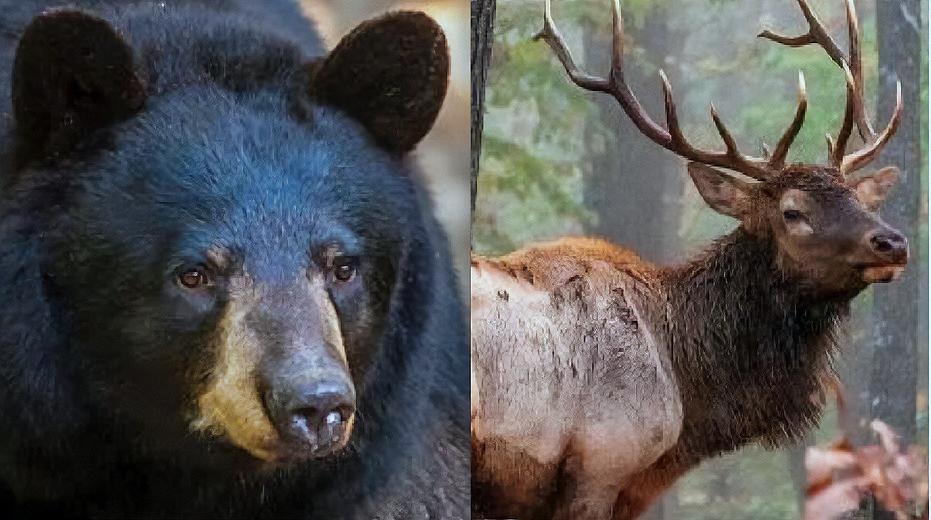 Photo of Elk and black bear (Photo courtesy Missouri Department of Conservation)