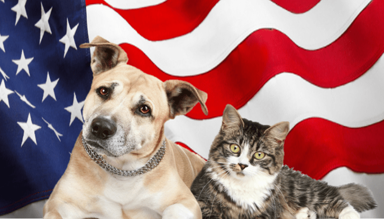 Cat and Dog sitting in front of United State Flag