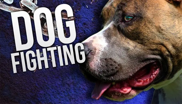 Dog Fighting News Graphic
