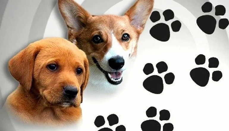 Dogs with paw prints news graphic