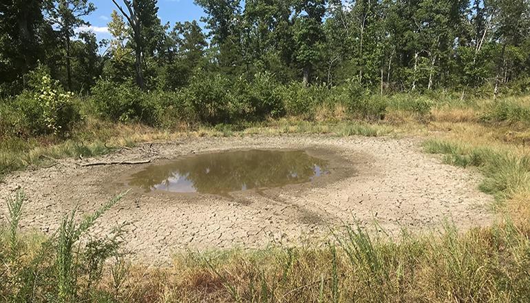 Farm Pond Affected by Drought