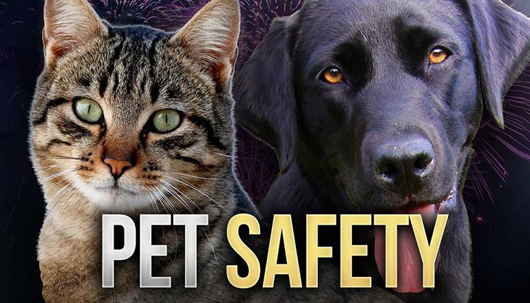 Pet Safety News Graphic