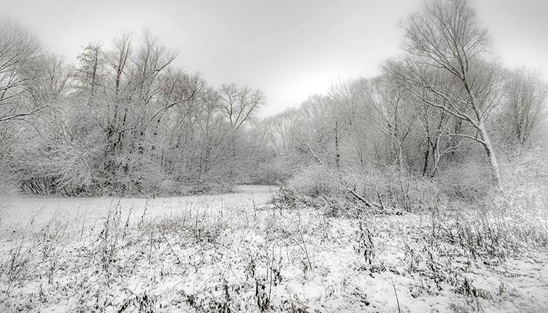 Frost on Trees (Photo by Dmitry Bukhantsov on Unsplash)