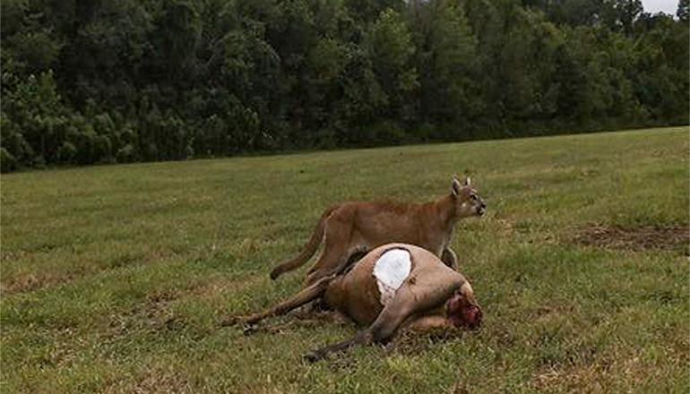 Mountain lion and elk shannon county (Photo by Mo Dept of Conservation)