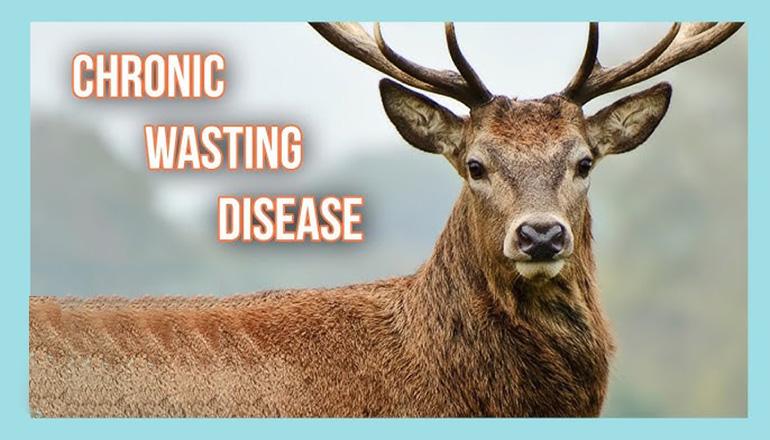 Chronic Wasting Disease or CWD news graphic