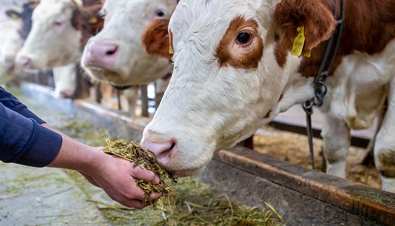 Farmer feeding cows (Photo courtesy Missouri News Service)