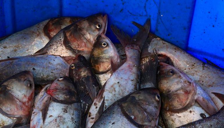 MDC Removes Invasive Carp from Grand River