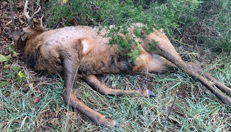 Bull elk poached in Shannon County Missouri