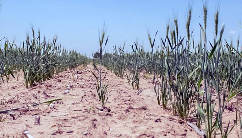 (Photo of Kansas Wheat - submitted)